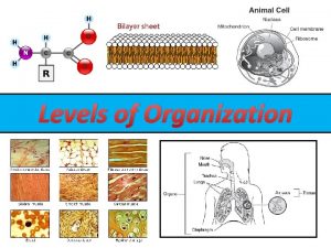 Levels of Organization Levels of Organization Living things