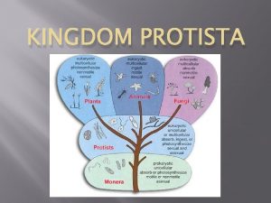 KINGDOM PROTISTA General Characteristics Single celled or Multicelled