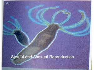 Sexual and Asexual Reproduction Asexual Reproduction One parent