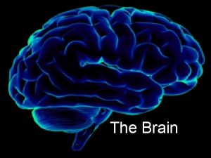 The Brain Cerebral Hemispheres cerebrum Ridges gyri Grooves