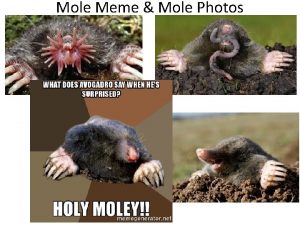 Mole Meme Mole Photos Avogadro Memes MOLE CONVERSIONS