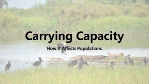Carrying Capacity How It Affects Populations Carrying Capacity