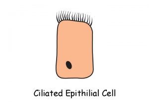 Ciliated Epithilial Cell Muscle Cell Nerve Cell Palisade