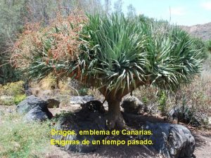 Dragos emblema de Canarias Enigmas de un tiempo