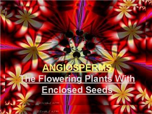 ANGIOSPERMS The Flowering Plants With Enclosed Seeds KINGDOM