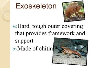 Exoskeleton Hard tough outer covering that provides framework