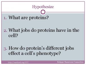 Hypothesize 1 What are proteins 2 What jobs