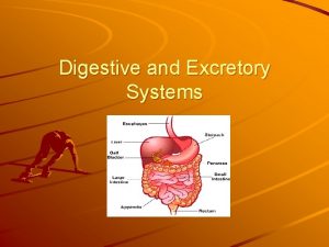 Digestive and Excretory Systems Vocabulary Lesson 3 1