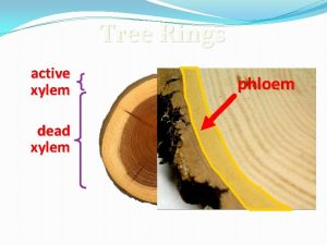 Tree Rings active xylem dead xylem phloem Xylem