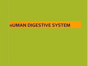 HUMAN DIGESTIVE SYSTEM OVERVIEW Major organs Mouth Esophagus