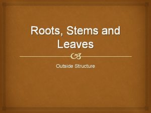 Roots Stems and Leaves Outside Structure External Leaf