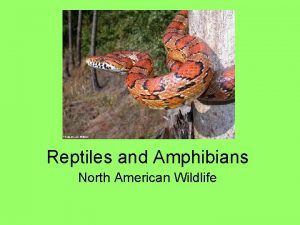 Reptiles and Amphibians North American Wildlife Reptiles Scales
