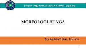 Sekolah Tinggi Farmasi Muhammadiyah Tangerang MORFOLOGI BUNGA Arini