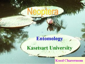 Entomology Kasetsart University Kosol Charernsom Neuroptera Ascalaphid Ascalaphid