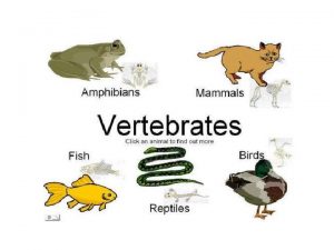 Classification Amphibians The Class Amphibia or amphibians includes