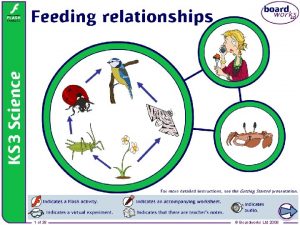 Feeding relationships 1 of 38 Boardworks Ltd 2008