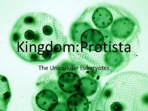 Kingdom Protista The Unicellular Eukaryotes Protista Eukaryotic Usually