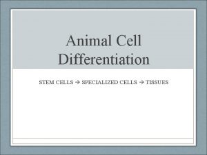 Animal Cell Differentiation STEM CELLS SPECIALIZED CELLS TISSUES