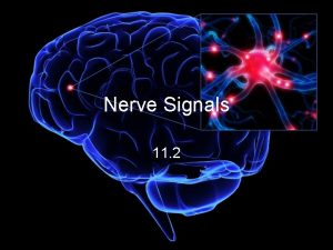 Nerve Signals 11 2 Nerve Impulses there about