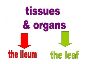 Group of cells carry out same functions Group