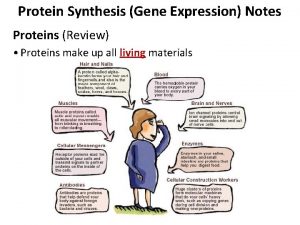 Protein Synthesis Gene Expression Notes Proteins Review Proteins