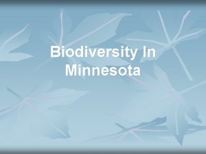 Biodiversity In Minnesota Trumpeter Swan cygnus buccinator Both