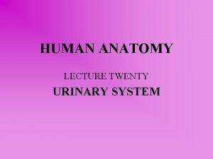 HUMAN ANATOMY LECTURE TWENTY URINARY SYSTEM FUNCTIONS Excretion