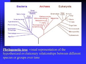 Phylogenetic tree visual representation of the hypothesized evolutionary