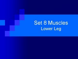 Set 8 Muscles Lower Leg Gastrocnemius Gastrocnemius n
