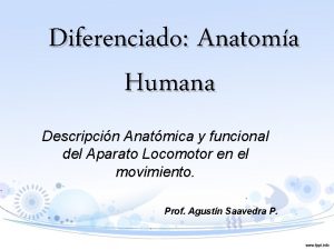 Diferenciado Anatoma Humana Descripcin Anatmica y funcional del