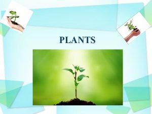 PLANTS A Why are plants important Plants are