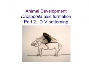 Animal Development Drosophila axis formation Part 2 DV