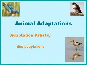 Animal Adaptations Adaptation Artistry Bird adaptations Protect Get