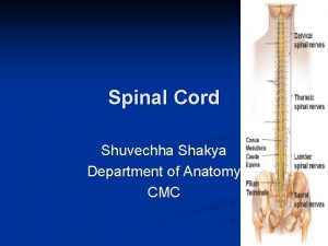 Spinal Cord Shuvechha Shakya Department of Anatomy CMC