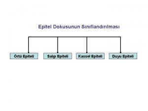 Epitel Dokusunun Snflandrlmas rt Epiteli Salg Epiteli Kassel