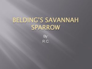 BELDINGS SAVANNAH SPARROW By R C Beldings savannah