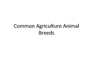 Common Agriculture Animal Breeds DAIRY BREEDS Ayrshire Red