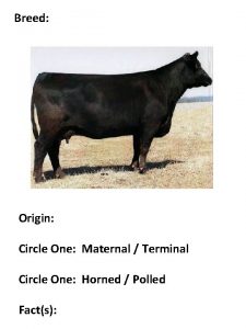 Breed Origin Circle One Maternal Terminal Circle One