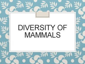 DIVERSITY OF MAMMALS Placental Mammals Animals that develop