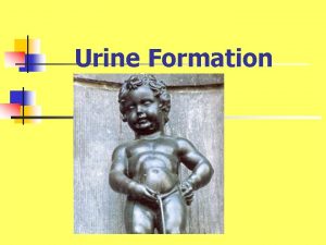 Urine Formation Review of nephron structure The Nephron