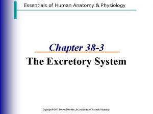 Essentials of Human Anatomy Physiology Chapter 38 3