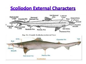 The Scoliodon has a long laterally compressed spindleshaped