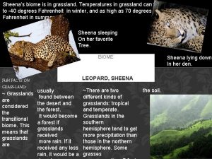 Sheenas biome is in grassland Temperatures in grassland