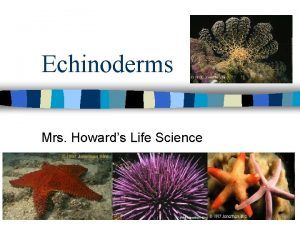 Echinoderms Mrs Howards Life Science Echinoderms n n