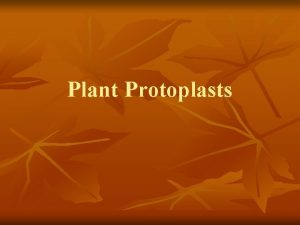 Plant Protoplasts Plant Protoplasts n n Plant cells