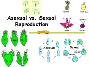 Asexual vs Sexual Reproduction Asexual reproduction 1 parent