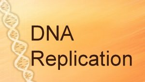 DNA Replication A HISTORY OF DNA 1928 Frederick