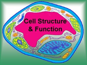 Cell Structure Function Cells Cell Reproduction Day 1