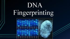 DNA Fingerprinting What is DNA Fingerprinting DNA Fingerprinting