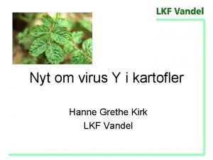 Nyt om virus Y i kartofler Hanne Grethe